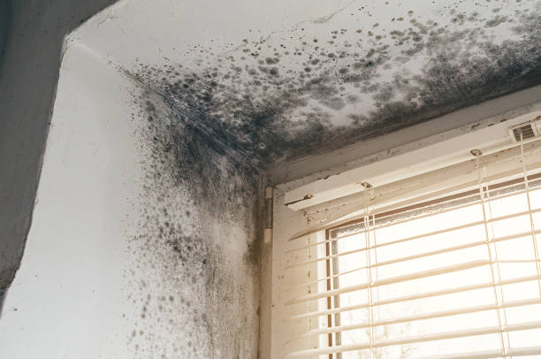 Affordable Mold Cleanup solutions in Bayport, NY
